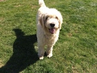 Small Photo #1 Goldendoodle Puppy For Sale in LOWER SALEM, OH, USA