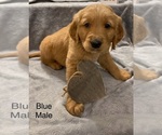 Small Photo #5 Golden Retriever Puppy For Sale in MOLINE, IL, USA