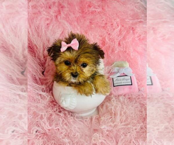 Medium Photo #11 ShihPoo Puppy For Sale in TAMPA, FL, USA