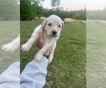 Small Photo #15 Golden Retriever Puppy For Sale in CONCORD, VA, USA