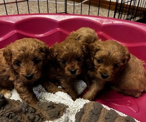 Cavapoo Puppy for sale in KALAMAZOO, MI, USA