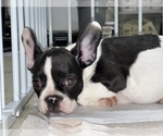 Small Photo #5 French Bulldog Puppy For Sale in VILLA PARK, IL, USA