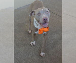 American Staffordshire Terrier-Unknown Mix Dogs for adoption in McKinney, TX, USA