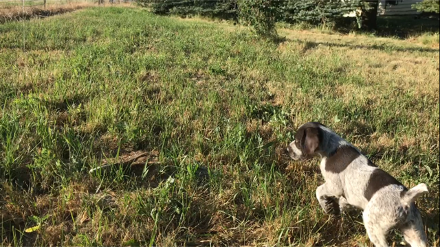Medium Photo #1 German Wirehaired Pointer Puppy For Sale in TROY, ID, USA