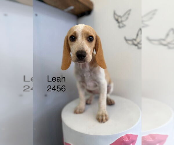 Medium Photo #1 Beagle Puppy For Sale in Studio City, CA, USA