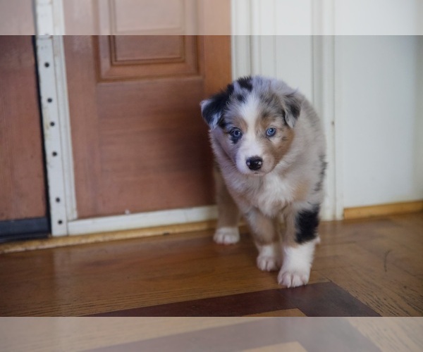 Medium Photo #3 Australian Shepherd Puppy For Sale in GREER, SC, USA