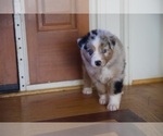 Small Photo #42 Australian Shepherd Puppy For Sale in GREER, SC, USA