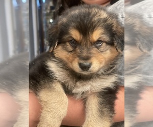 Australian Shepherd-German Shepherd Dog Mix Puppy for sale in LOS ANGELES, CA, USA