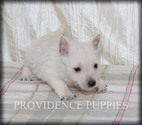 Small #11 West Highland White Terrier