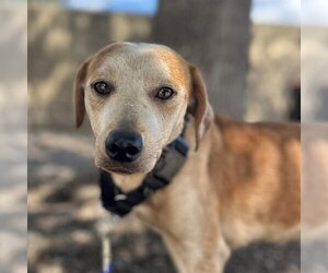 Mutt Dogs for adoption in San Antonio, TX, USA