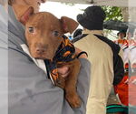Small #24 American Pit Bull Terrier-Staffordshire Bull Terrier Mix