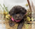 Puppy 3 Shorkie Tzu