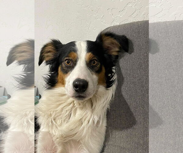 Medium Photo #5 Australian Shepherd Puppy For Sale in Dallas, TX, USA