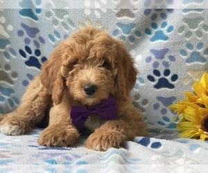 Goldendoodle (Miniature) Puppy for sale in LANCASTER, PA, USA