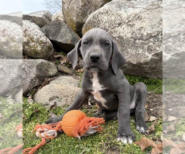 Medium Photo #5 Great Dane Puppy For Sale in MIDDLEBURY, IN, USA