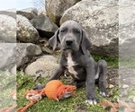 Small Photo #5 Great Dane Puppy For Sale in MIDDLEBURY, IN, USA