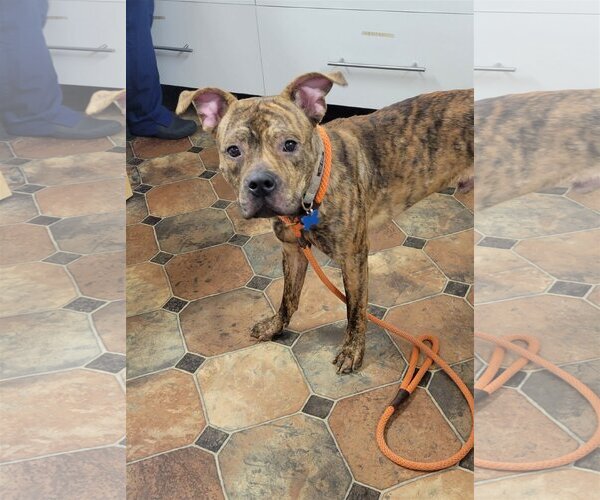 Medium Photo #8 American Staffordshire Terrier-Boxer Mix Puppy For Sale in Minneapolis, MN, USA