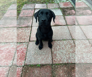 Labrador Retriever Puppy for sale in LUTZ, FL, USA