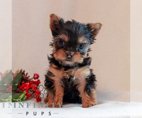 Medium Photo #4 Yorkshire Terrier Puppy For Sale in REINHOLDS, PA, USA