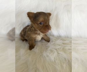 Yorkshire Terrier Puppy for sale in BONNE TERRE, MO, USA
