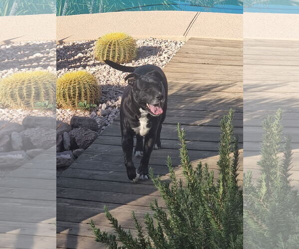 Medium Photo #1 American Staffordshire Terrier-Unknown Mix Puppy For Sale in Chandler, AZ, USA