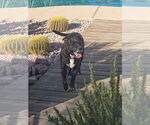Small American Staffordshire Terrier Mix