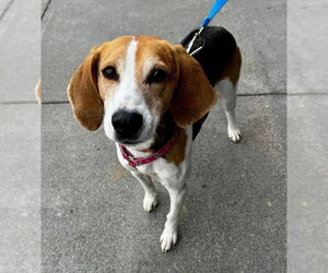 Taylor *Adopt* - Male Mutt Dog for Adoption - Photo #4