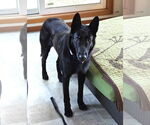 Small #1 Mutt