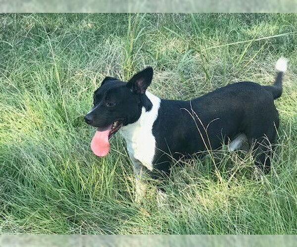 Medium Photo #3 - Mix Puppy For Sale in Jackson, MS, USA