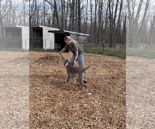 Medium Photo #5 Mountain Cur-Plott Hound Mix Puppy For Sale in Rustburg, VA, USA