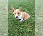 Puppy Elly Pembroke Welsh Corgi