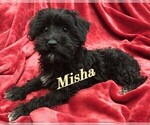 Small Photo #1 Schnoodle (Miniature) Puppy For Sale in ROLLA, MO, USA