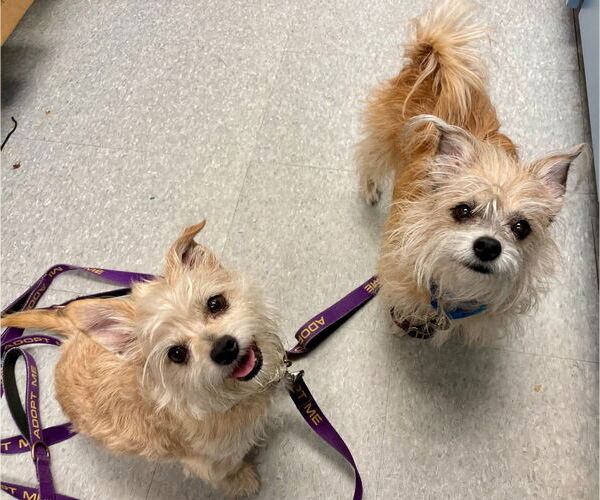 Medium Photo #15 Silky Terrier-Unknown Mix Puppy For Sale in Sayreville, NJ, NJ, USA