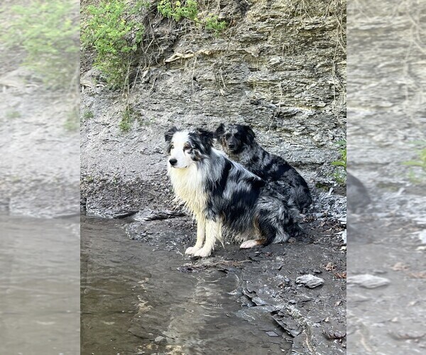 Medium Photo #1 Australian Shepherd-German Shepherd Dog Mix Puppy For Sale in CRAWFORD, CO, USA