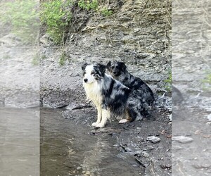 Father of the Australian Shepherd-German Shepherd Dog Mix puppies born on 02/12/2026