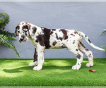 Small Photo #18 Great Dane Puppy For Sale in WAKARUSA, IN, USA