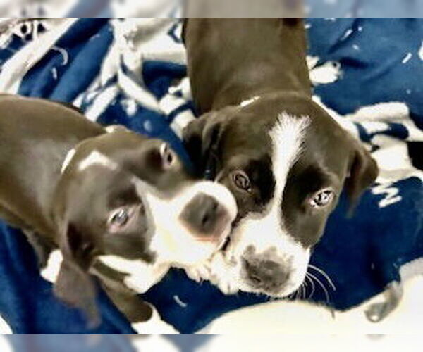 Medium Photo #3 Mutt Puppy For Sale in Pampa, TX, USA