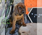 Small #2 Redbone Coonhound