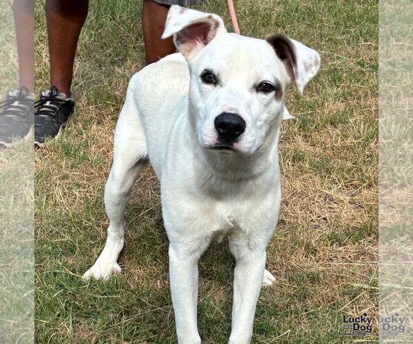 Medium Photo #2 Labrador Retriever-Retriever  Mix Puppy For Sale in Washington, DC, USA