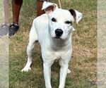 Small #1 Labrador Retriever-Retriever  Mix