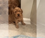 Puppy 3 Goldendoodle