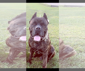 Father of the Cane Corso puppies born on 05/22/2026