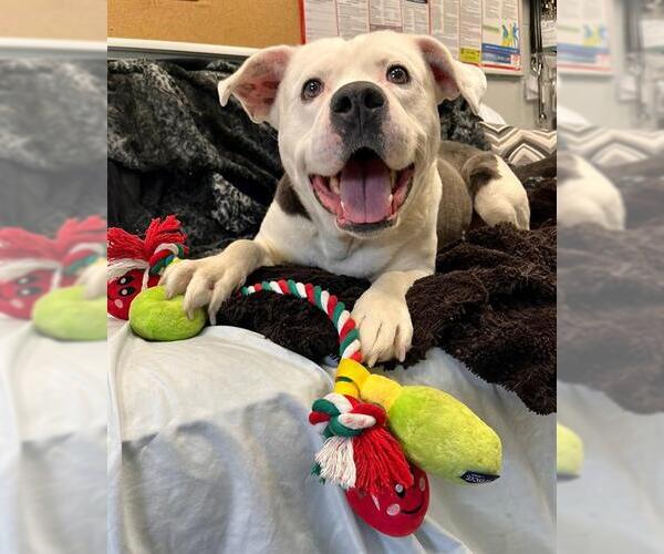 Medium Photo #3 Mutt Puppy For Sale in Peoria, IL, USA