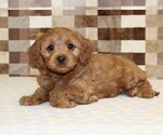 Small #2 Cavapoo (Miniature)