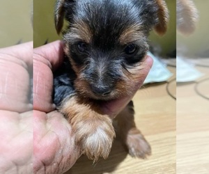 Yorkshire Terrier Puppy for sale in MACON, GA, USA