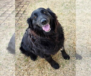 Labrador Retriever-Retriever  Mix Dogs for adoption in NEWPORT NH, NH, USA