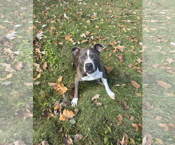 Medium Photo #4 American Pit Bull Terrier-Unknown Mix Puppy For Sale in Germantown, OH, USA