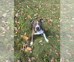 Small #3 American Pit Bull Terrier Mix