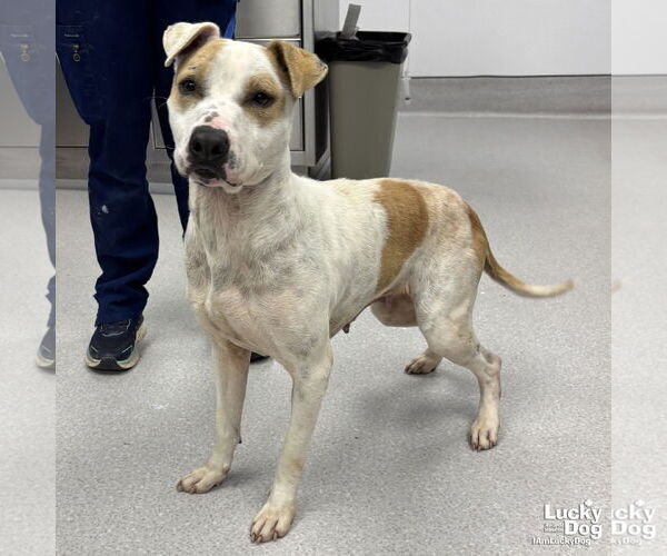 Medium Photo #3 Mutt Puppy For Sale in Washington, DC, USA