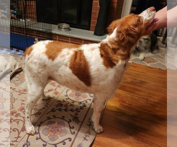 Medium Photo #4 Brittany Puppy For Sale in Curwensville, PA, USA
